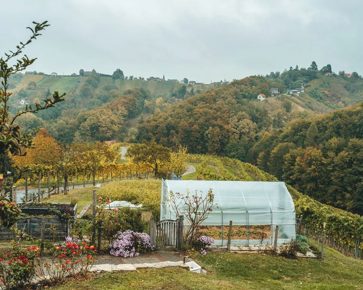 Zeleni brežuljci i vinogradi Cestice u jesen